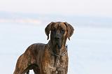 DOGUE ALLEMAND 988